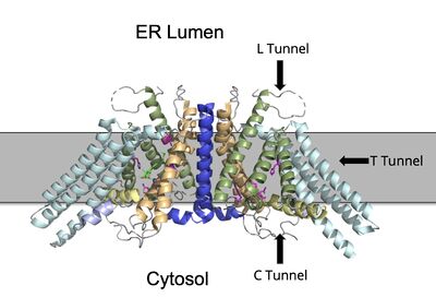 Figure 2. ACAT1 Dimer in the Membrane. The gray shaded region is the plane of the bilipid membrane. The tunnels where molecules enter and exit are labeled. The ER lumen is at the top with the cytosol at the bottom. PBD file: 6P2P.