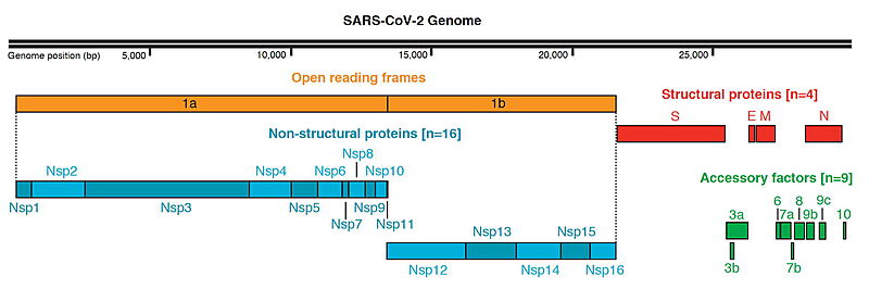 Image:SARS-Cov-2-genome.jpg
