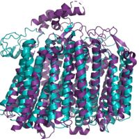 Figure 5. Alignment of bd oxidases from G. thermodenitrificans (PDB: 5doq) shown in blue and E. coli (PDB: 6rko) shown in purple.