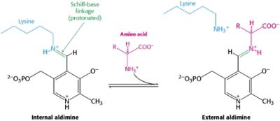 The PLP is bound covalently to lysine residues in a Schiff base linkage (aldimine). In this form, it reacts with many free amino acids to replace the Schiff base to the lysine of the enzyme with a Schiff base to the amino acid substrate.