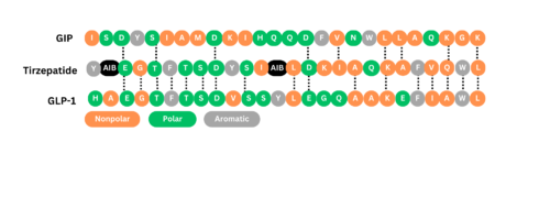 Sequence Alignment of GIP, Tirzepatide, and GLP