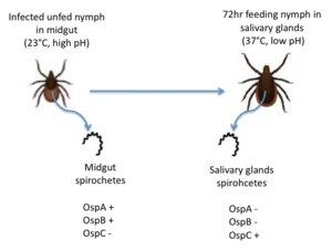 Figure 2: The migration of B. burgdorferi from the midgut to the salivary glands in infected nymphs. Redrawn from Templeton 2004.