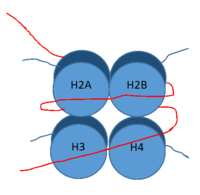 Figure 1: DNA (red) wrapped around histone proteins with histone tails (blue)