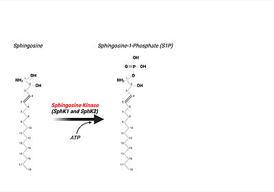 Figure 6. The Phosphorylation of Sphingosine by SphK