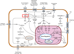 Signal Transduction Pathway. PI3K Highlighted in Red. Click to Expand