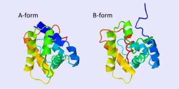 The A and B forms without ligand (PDB IDs: 1gm0 and 1ls8).