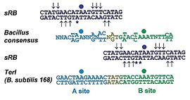 Fig 2. Alignment of the symmetrical RTP B site (sRB) (black) with the A (blue) and B (green) sites of the consensus Ter site DNA (5′–3′ strand only). The region where A and B sites overlap is colored gold. The positions where the sRB differs from the consensus sequence (indicated by asterisks) and the base specific contacts made by RTP.C110S (indicated by arrows) are highlighted. The TerI site from B. subtilis 168, uponwhich the whole terminator complex was modeled, has also been aligned.