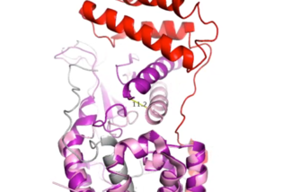 Figure 4. Active Site 12 Angstrom Shift of Receptor by RAMP Binding