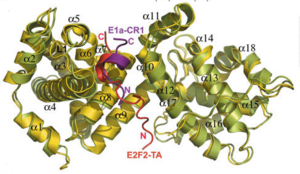 E1A oncoprotein disturbing pRb/E2F complex