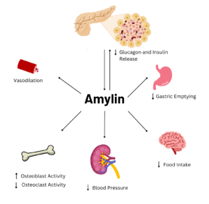 Figure 1. Effects of Amylin in Humans. Image generated using Biorender.