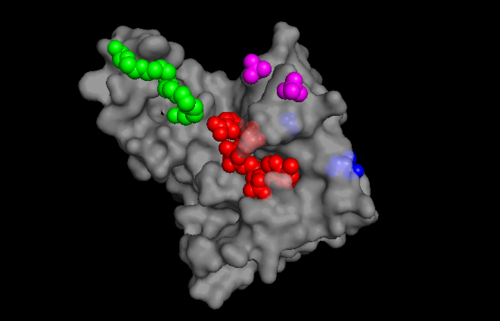 Image 2. The ligand binding sites of TIP30 as identified using PYMOL. Red represents NDP, green represents PE8, pink represents SO4, and blue represents GOL. From the image you can see where the ligands fit into the protein which is colored white.