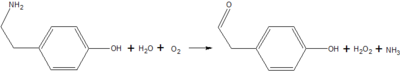 The oxidation of tyramine, yielding the corresponding aldehyde, hydrogen peroxide, and ammonia.