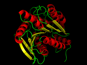 Hormone-Sensitive Lipase from 3dnm. Alpha helices and beta sheets are shown in red and yellow, respectively.