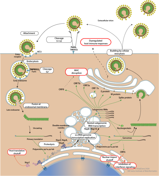 Image:Coronavirus cycle.png