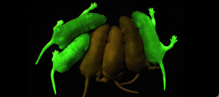 Mice with GFP inserted into their genomes for neurology studies.