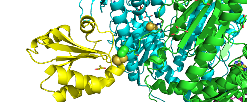 PDB: 3QFA with features highlighted. jmolSetTarget('1');jmolLink('delete $clickGreenLinkEcho; refresh;setL = \"setLoading();\"; javascript @setL; script /wiki/extensions/Proteopedia/spt/wipeFullLoadButton.spt;  isosurface DELETE; scn = load(\"/wiki/scripts/78/785330/C-terminal_redox_centre/1.spt\"); scn = scn.replace(\'# initialize;\', \'# initialize;\nclearSceneScaleCmd = \"clearSceneScale();\"; javascript @clearSceneScaleCmd;\n\'); scn = scn.replace(\'_setSelectionState;\', \'_setSelectionState; message Scene_finished;\'); script inline scn;','C-terminal redox centre','C-terminal redox centre'); of mTrxR: green ribbons are one monomer of mTrxR1, and blue ribbons are the other monomer. In this crystal structure, Trx (yellow ribbons) is bound to mTrxR1, and this disulfide linkage is highlighted by yellow and green spheres. It is important to note that Sec498 was mutated to Cys498, and this Cys498 residue is shown forming a disulfide with Trx. Shown in green stick is another mutation: in this crystal structure, the resolving Cys residue was mutated to Alanine to ensure Trx stays bound to mTrxR1.