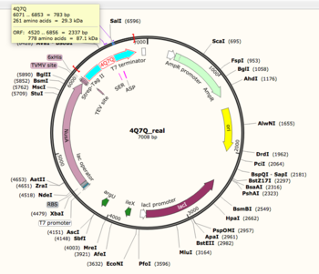 Figure 1: Snapgene map of 4Q7Q plasmid. 4Q7Q sequence information can be found on the top left corner of the image.