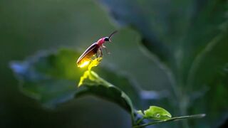 The Common Eastern Firefly expressing bioluminescence seen giving off a yellow-green hue.[3]