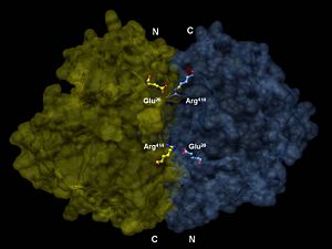 Tram Nguyen & Katelyn Thompson; Differentiated subunits, in parallel orientation, of enolase using UCSF Chimera (PDB 1ONE)