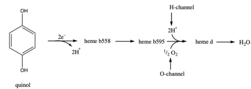 Figure 4. General mechanism of cytochrome bd-oxidase in E. coli. Electrons are passed from quinol to heme b558 to heme b595 to heme d. Protons and oxygen atoms flow into the H-channel and O-channel to heme d. Heme d catalzyes the reduction of oxygen to water.