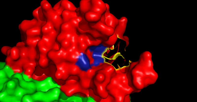 Image:Binding grove active caspase 6.png
