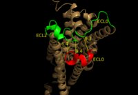 Figure 4: Extracellular ligand access pathway on LPA1. Compared to S1P1, ECL3 shown in red is positioned 8 Å further from ECL0 and ECL2 shown in green. This largely contributes to the altered ligand binding pathway between LPA1, and S1P1