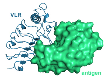 Lamprey Variable Lymphocyte Receptor in complex with a protein antigen (3g3a)