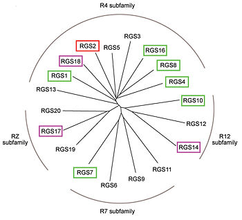 family of canonical RGS proteins