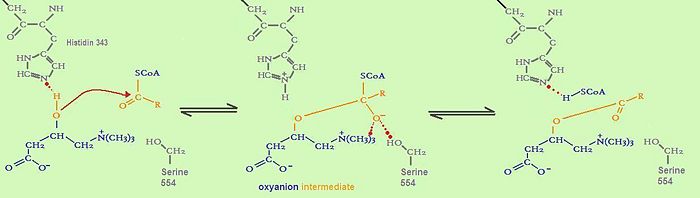 catalytic mechanism of fatty acid transfer