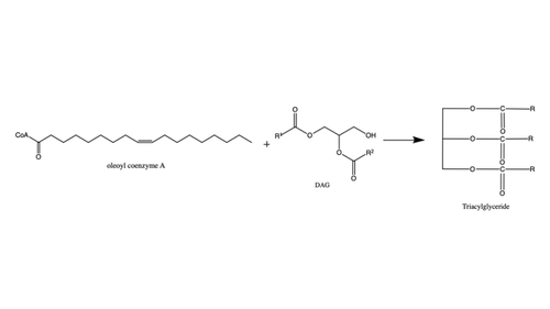 Figure 1: Reaction of oleoyl-CoA with DAG to produce a triglyceride
