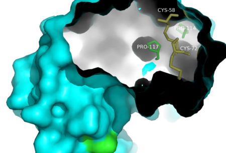 Structure of RNase A. Locations of internal residues Pro-114, Pro-117, Cys-58, and Cys-72.