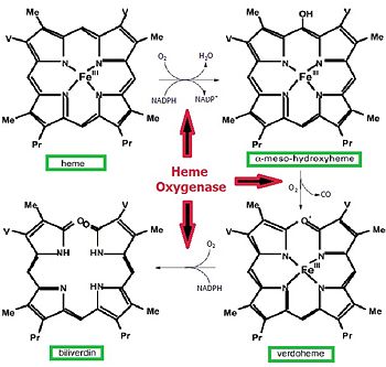 Figure 1: Heme oxygenase reaction converting Heme to Billiverdin