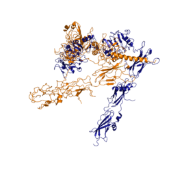 Figure 3: Conformational change of insulin receptor protomer from inactive (blue) to active (orange) form upon insulin binding. Inactive state PDB: 4zxb. Active state PDB: 6sof