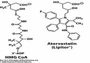Comparison of HMG-CoA and Atorvastatin