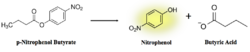 Figure 7: pNPB assay reaction. Nitrophenol is yellow.