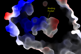 Figure 2: Electrostatic illustration of the amphipathic binding pocket of the LPA1 receptor. This binding pocket was revealed by cutting away the exterior or the protein. This binding pocket, located in the interior of the protein, has both polar and nonpolar regions. The blue and red coloration highlight the positively and negatively charged regions, respectively, and the white color shows the nonpolar region of the binding pocket.