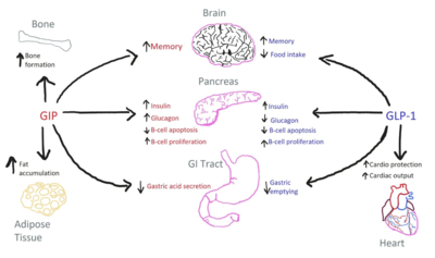 Figure 1. The biological roles of GIP and and GLP-1, incretin hormones.