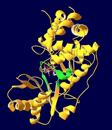 Figure 2. Signature motif of the polymerase β nucleotidyltransferase superfamily, as shown (green) in TUT4 with bound ATP.