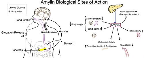 Figure 5. Different effects of amylin in the human body.