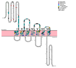 Fig. 1: Snake Plot of GCGR TMD. Residues of particular importance in glucagon binding affinity are found in green, yellow, and black.  Residues in red are the location of critical disulfide bonds, while blue residues were found to be highly conserved across all class B GPCRs.