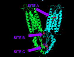 Figure 4. Binding sites A, B, and C