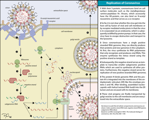 Corona virus replication cycle.