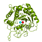 Figure 1: Catalytic and inhibitory Zn2+ ions in the active site of CPA.  The catalytic and inhibitory Zn2+ ions are shown in cyan and red, respectively. PDB code: 1CPX.