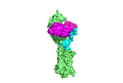 Figure 1. TSHR with TSH bound. The extracellular and transmembrane domains of the GPCR are shown in green, the hinge region in cyan, and thyrotropin bound in magenta. PDB:7UTZ