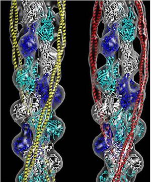 Tropomyosin (seen in yello and red) wrapped around actin filaments, which are EM reconstructions with G-actin ribbion structures filling in the EM structure. (Picture generated from William Lehman's Website)