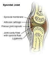 Figure 3. Synovial Joint