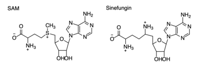 Figure 4: Structural differences between SAM and Sinefungin