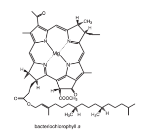 Chemical structure of Bacteriochlorophyll a. image from R. E. Molecular Mechanisms of Photosynthesis