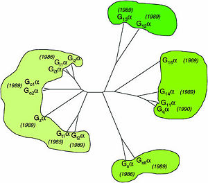 Homology of mammalian G-protein α-subunits.