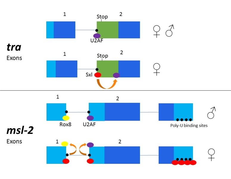 Image:Sxl altsplicing mechanism figure version4.jpg